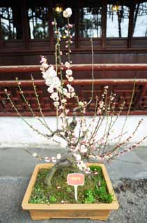 photo,material,free,landscape,picture,stock photo,Creative Commons,The flower of the Yuyuan Garden plum, Joss house garden, , way of branch, bonsai