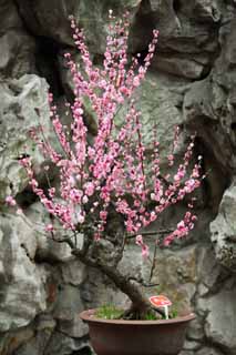 photo, la matire, libre, amnage, dcrivez, photo de la rserve,La fleur de la prune de Jardin Yuyuan, Joss logent le jardin, , chemin de branche, bonsai