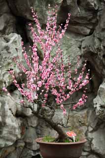 photo,material,free,landscape,picture,stock photo,Creative Commons,The flower of the Yuyuan Garden plum, Joss house garden, , way of branch, bonsai