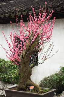 photo, la matire, libre, amnage, dcrivez, photo de la rserve,La fleur de la prune de Jardin Yuyuan, Joss logent le jardin, , chemin de branche, bonsai