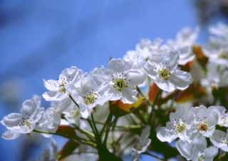 foto,tela,gratis,paisaje,fotografa,idea,Cerezos de Corea del Sur, Blanco, Flor de cerezo, , 