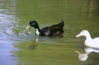 Foto, materiell, befreit, Landschaft, Bild, hat Foto auf Lager,Enten in Korea, Ente, Teich, , 