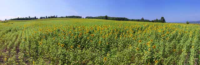 Foto, materieel, vrij, landschap, schilderstuk, bevoorraden foto,De zonnebloem van degene kant, Zonnebloem, Volle bloem, Blauwe lucht, Vanzelfsprekende scne of object welk poetische charme naar het seizoen van de zomer toe voegt