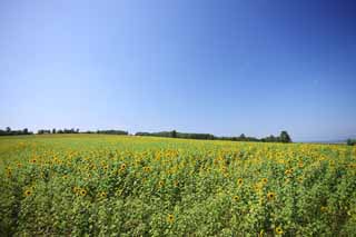 photo,material,free,landscape,picture,stock photo,Creative Commons,The sunflower of the one side, sunflower, Full bloom, blue sky, natural scene or object which adds poetic charm to the season of the summer