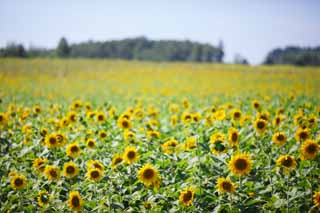 photo,material,free,landscape,picture,stock photo,Creative Commons,The sunflower of the one side, sunflower, Full bloom, blue sky, natural scene or object which adds poetic charm to the season of the summer