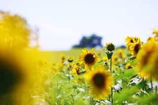 foto,tela,gratis,paisaje,fotografa,idea,El girasol del un equipo, Girasol, Flor lleno, Cielo azul, Lugar natural o centro que aaden el encanto potico a la estacin del verano