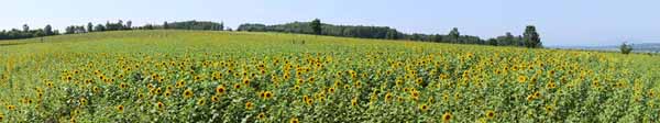 fotografia, materiale, libero il panorama, dipinga, fotografia di scorta,Il girasole del lato del uno, girasole, Pieno fiore, cielo blu, la naturale scena od oggetto che aggiungono fascino poetico alla stagione dell'estate