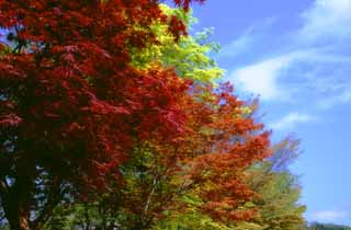 fotografia, material, livra, ajardine, imagine, proveja fotografia,Folhas vermelhas e folhas verdes jovens, folhas de outono, cu azul, , 