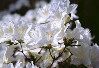 fotografia, materiale, libero il panorama, dipinga, fotografia di scorta,Fiori di azalea bianchi, azalea, bianco, , 