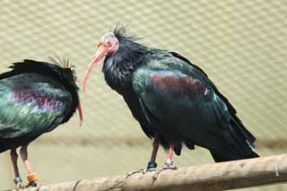 , , , , ,  .,-   crested ibis,  , Waldrapp, crow , Baldness