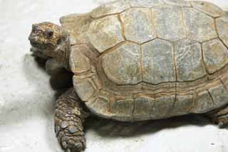 , , , , ,  .,  tortoise, tortoise,  tortoise, , 