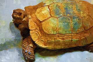 illustration,material,free,landscape,picture,painting,color pencil,crayon,drawing,Asian forest tortoise, tortoise, Land tortoise, shell, 