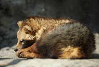 foto,tela,gratis,paisaje,fotografa,idea,Perro de mapache de Hondo, Perro de mapache, , Brlese de la muerte, Lo engao