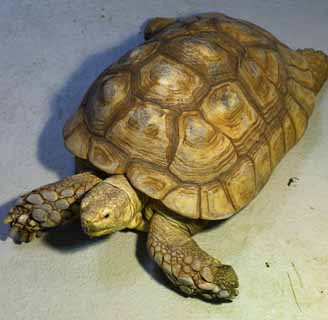 , , , , ,  .,  tortoise, tortoise,  tortoise, , 