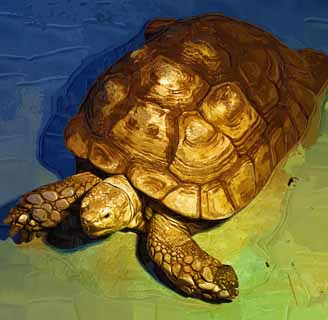 illust, matire, libre, paysage, image, le tableau, crayon de la couleur, colorie, en tirant,L'Africain a talonn la tortue, tortue, Tortue de terre, coquille, 