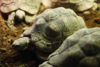 , , , , ,  .,  tortoise, tortoise,  tortoise, , 