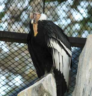 Foto, materieel, vrij, landschap, schilderstuk, bevoorraden foto,Een condor, Ruim-gekalibreerde Raptores, Necrophagy, Ik ben elegant, Een opstijgend stroom van de lucht