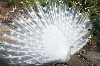 foto,tela,gratis,paisaje,fotografa,idea,Un pavo real blanco, Pavo real, , Pavo real blanco, Pluma