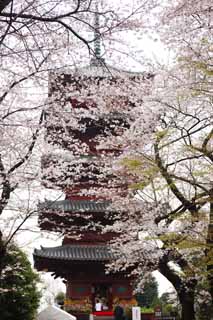 Foto, materieel, vrij, landschap, schilderstuk, bevoorraden foto,Ikegami voorkant poort tempel Five Storeyed Pagoda, Takashi Nichiren, Chaitya, Vijf Storeyed Pagoda, Publiek Hidetada