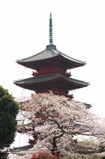 fotografia, materiale, libero il panorama, dipinga, fotografia di scorta,Ikegami tempio di cancello anteriore Cinque Pagoda di Storeyed, Takashi Nichiren, Chaitya, Cinque pagoda di Storeyed, Hidetada pubblico