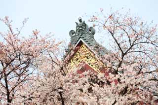 Foto, materieel, vrij, landschap, schilderstuk, bevoorraden foto,Ikegami voorkant poort tempel Universitaire tempel, Takashi Nichiren, Chaitya, Tempel bodhidharma, Kam-maken tichel af