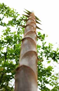 fotografia, material, livra, ajardine, imagine, proveja fotografia,Um tipo de bambu grosso-originado de, broto de bambu, , envoltura de bambu, tipo de bambu grosso-originado de