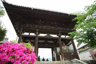 photo,material,free,landscape,picture,stock photo,Creative Commons,Taima temple Deva gate, Buddhism architecture, Two Deva kings, Deva King image, An azalea