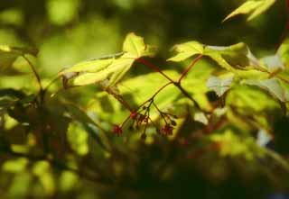 photo, la matire, libre, amnage, dcrivez, photo de la rserve,Fleurs de l'rable, vert tendre, , , 