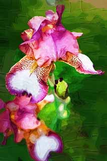 illustration,material,free,landscape,picture,painting,color pencil,crayon,drawing,A German iris, An iris, , I am luxurious, Pink