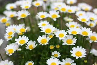 Foto, materieel, vrij, landschap, schilderstuk, bevoorraden foto,Een witte bloem, Chrysant, Geel, Blanke, Tuinier