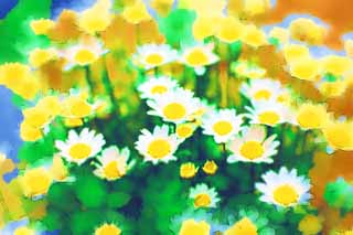 illust, materiell, befreit, Landschaft, Bild, Gemlde, Farbbleistift, Wachsmalstift, Zeichnung,,Ein weier Blmchen, Chrysantheme, Gelb, Wei, Gartenarbeit