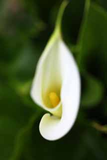 fotografia, materiale, libero il panorama, dipinga, fotografia di scorta,Un colore, Bianco, colore, calla, 