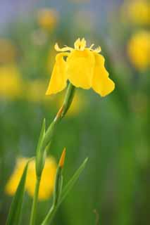 fotografia, materiale, libero il panorama, dipinga, fotografia di scorta,Pseudoacorus di Iris, bandiera dolce, Un iride, , Giallo