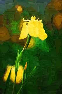 illustration,material,free,landscape,picture,painting,color pencil,crayon,drawing,Iris pseudoacorus , sweet flag, An iris, , Yellow