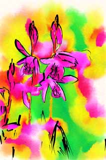 illust, matire, libre, paysage, image, le tableau, crayon de la couleur, colorie, en tirant,Un bletilla, Une orchide, bletilla, Dissmination Germfree, Pourpre