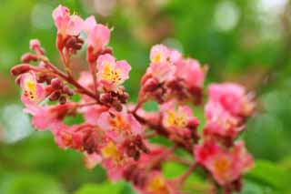 foto,tela,gratis,paisaje,fotografa,idea,La flor del rbol de castaa de caballo, Ptalo, Soy bonito, Soy hermoso, Castaa de caballo