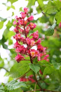 foto,tela,gratis,paisaje,fotografa,idea,La flor del rbol de castaa de caballo, Ptalo, Soy bonito, Soy hermoso, Castaa de caballo