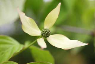 fotografia, materiale, libero il panorama, dipinga, fotografia di scorta,Un dogwood, petalo, , albero, Mizuki