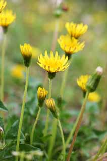 fotografia, materiale, libero il panorama, dipinga, fotografia di scorta,Un dente di leone, dente di leone, , Dan Delaware l'ione, dente di leone di snakeroot di coltsfoot