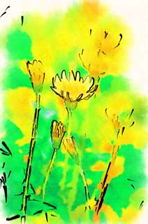 illust, matire, libre, paysage, image, le tableau, crayon de la couleur, colorie, en tirant,Un pissenlit, pissenlit, , Dan Delaware ion, pissenlit du snakeroot du coltsfoot