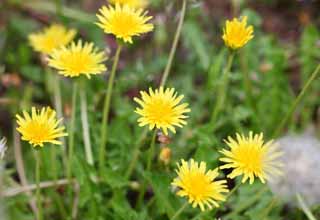 fotografia, material, livra, ajardine, imagine, proveja fotografia,Um dente-de-leo, dente-de-leo, , Dan Delaware on, dente-de-leo de snakeroot de coltsfoot