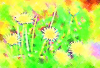 illust, , , , , ,  ,  , .,dandelion, dandelion, , Dan  , coltsfoot snakeroot dandelion