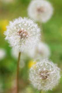 fotografia, materiale, libero il panorama, dipinga, fotografia di scorta,La lana di cotone del dente di leone, dente di leone, , Dan Delaware l'ione, dente di leone di snakeroot di coltsfoot