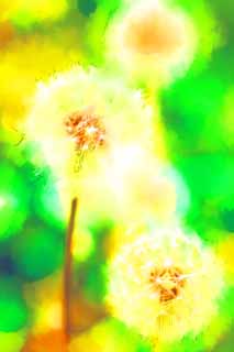 illustration,material,free,landscape,picture,painting,color pencil,crayon,drawing,The cotton wool of the dandelion, dandelion, , Dan Delaware ion, coltsfoot snakeroot dandelion