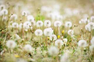 photo,material,free,landscape,picture,stock photo,Creative Commons,The cotton wool of the dandelion, dandelion, , Dan Delaware ion, coltsfoot snakeroot dandelion