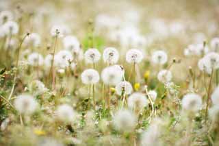 photo, la matire, libre, amnage, dcrivez, photo de la rserve,Le coton du pissenlit, pissenlit, , Dan Delaware ion, pissenlit du snakeroot du coltsfoot