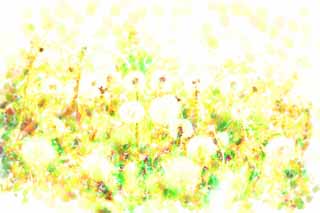 illust, matire, libre, paysage, image, le tableau, crayon de la couleur, colorie, en tirant,Le coton du pissenlit, pissenlit, , Dan Delaware ion, pissenlit du snakeroot du coltsfoot