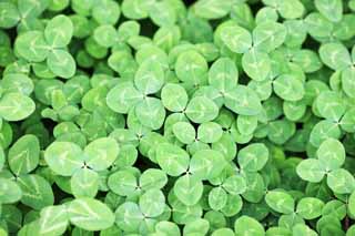 fotografia, materiale, libero il panorama, dipinga, fotografia di scorta,Il trifoglio del lato del uno, foglia, l'olandese bianco, Il genere di trifolium, Trifoglio