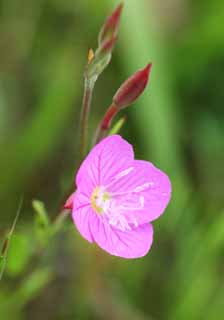 Foto, materiell, befreit, Landschaft, Bild, hat Foto auf Lager,Oenothera rosea Oenothera, Rosa, eingebrgerte Spezies, Unkraut, Ich bin schn