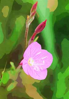 illust, matire, libre, paysage, image, le tableau, crayon de la couleur, colorie, en tirant,Rosea Oenothera Oenothera, Rose, espces naturalises, mauvaise herbe, Je suis joli